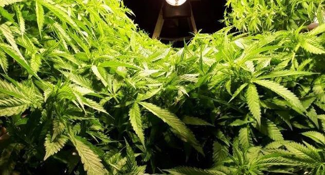 Cannabisproduktion steigt um 275 %