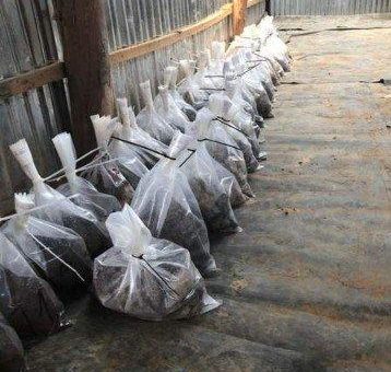 Panoro Minerals reicht technischen Bericht für Haufenlaugungs- und Extraktions-Betrieb ein