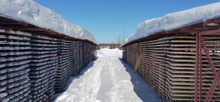 Maple Gold Mines – der neue Star im Abitibi Greenstone Belt