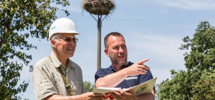 Weißstorch findet immer weniger Nahrung
