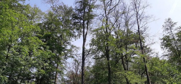 Niedersächsische Landesforsten warnen vor dem Betreten der Wälder