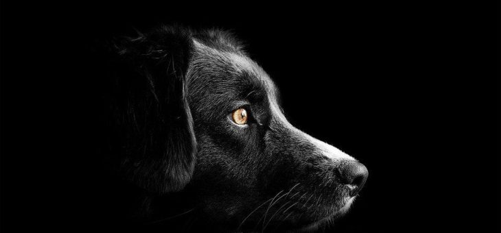 Webseite mit Dog-Domain: Auf den Hund kommen