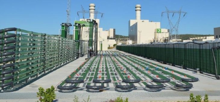 Mikroalgen in der Biotechnologie: AlgaEnergy und Yokogawa unterzeichnen „Strategic Partnership & Equity“-Vertrag
