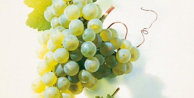 Robust, spät reifend und enorm vielseitig