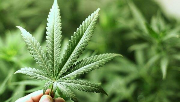 Ausschuss des Repräsentantenhauses stimmt für Marihuana-Legalisierung