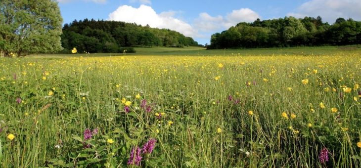 Intensive Landnutzung bleibt die Hauptursache für Gefährdung von Biotoptypen in Deutschland