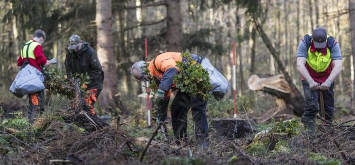 Der Wald fest im Griff des Klimawandels