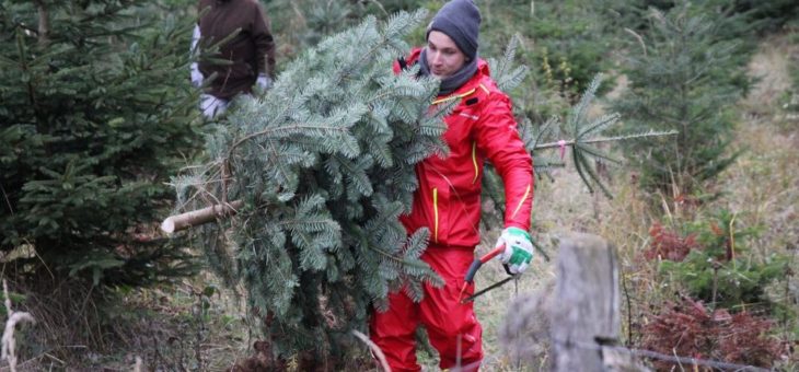 Tipps und Tricks für den perfekten Weihnachtsbaum