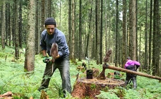 Bergwaldprojekt e.V. und Landesforsten setzen auf naturnahen Harzwald