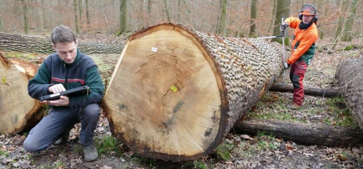 Baumstämme aus Beethovens Zeiten werden versteigert