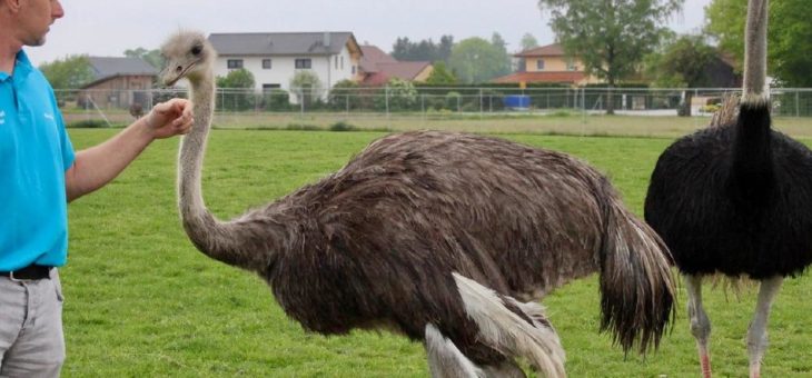 Bad Füssing: Europas beliebtester Kurort – auch ein besonderes Paradies für Tierliebhaber