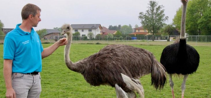 Gefiederte Exoten zwischen den Thermen