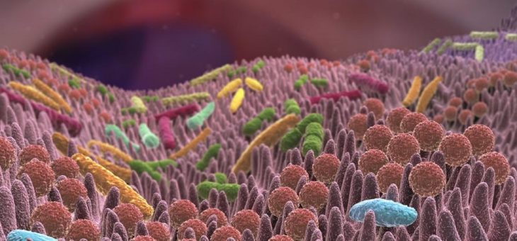Kurzkettige Fettsäuren: Unverzichtbar für Gesundheit und Wohlbefinden