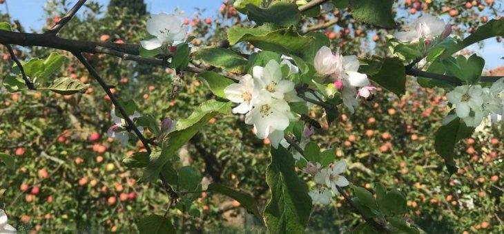 Apfelblüte im Herbst
