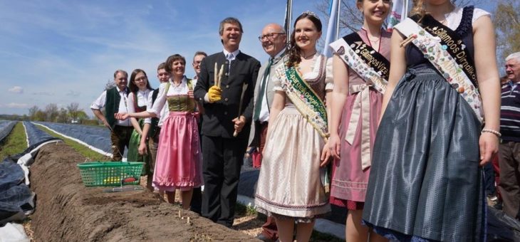 Beginn der Spargelsaison in Abensberg: Niederbayerische „Stars im Gemüse-Regal“