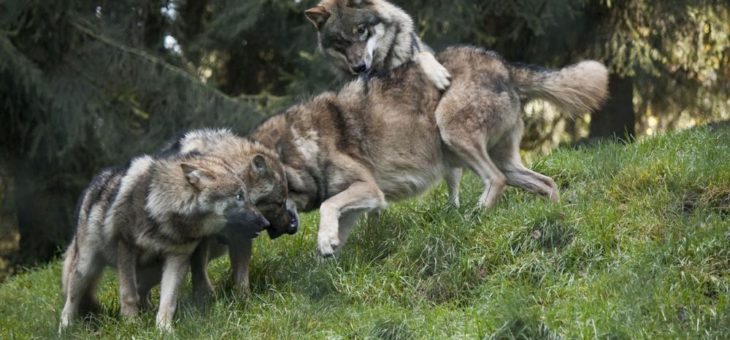 Bayerns kleinster Zoo: Wo die Wölfe heulen