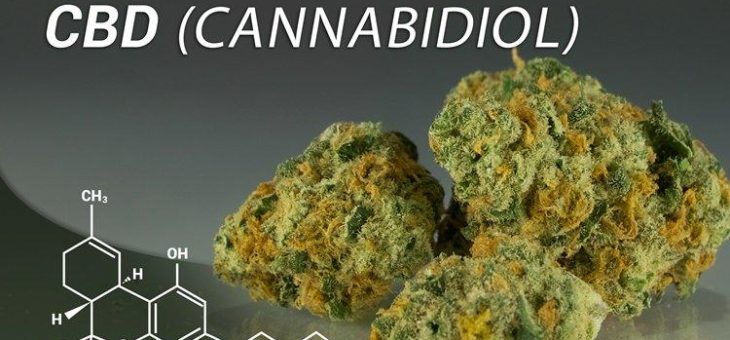 Centurion Minerals wechselt ins CBD-Öl Geschäft