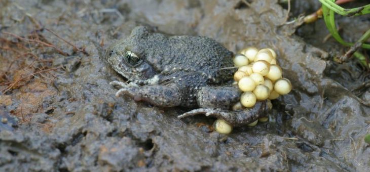 Wenn der Glockenfrosch im Reiherbachtal ruft