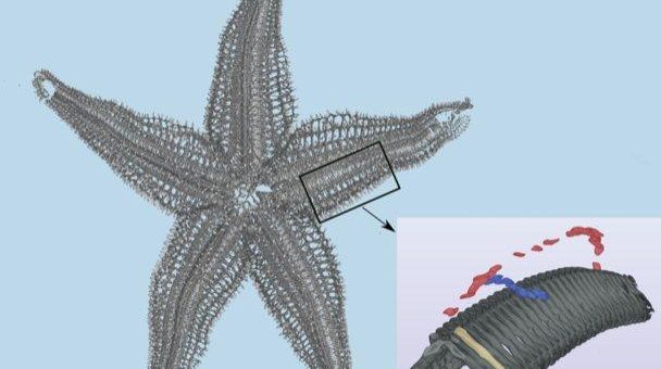 Vom Seestern zum Flugzeugflügel – Biologisch inspirierte Entwicklung von Gelenken für bewegliche Strukturen