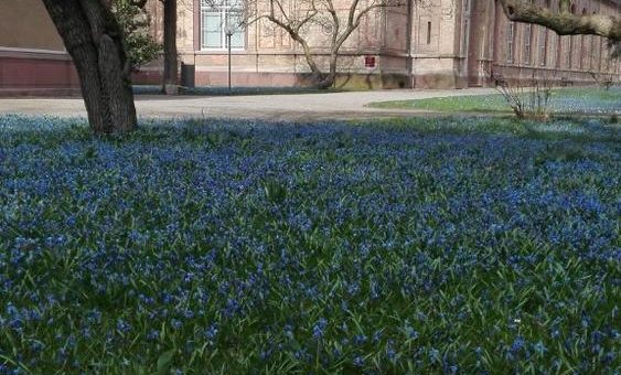 Blaues Blütenmeer im Botanischen Garten: Scilla blühen dieses Jahr besonders früh