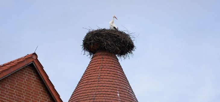 Frühlingsboten im Storchendorf eingetroffen