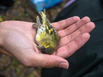 Vogelkriminalität in Serbien bedroht Zugvögel