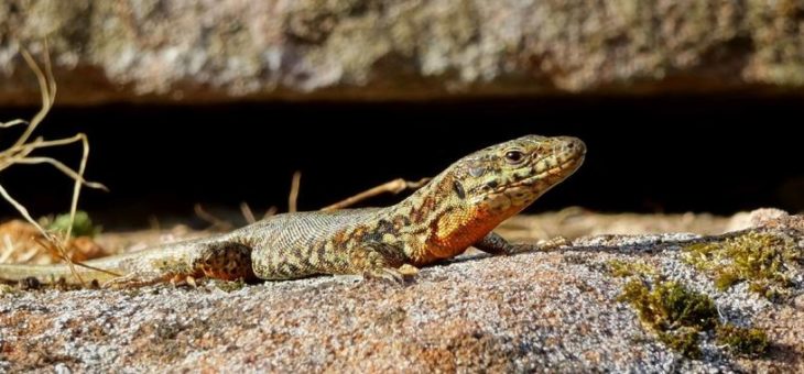 Wenige Amphibien, viele Libellen