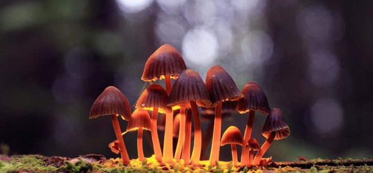 Champignon Brands: Erste Akquisition soll Kapazitäten erweitern