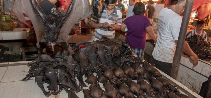 Dauerhaftes Verbot von Wildtiermärkten in China gefordert