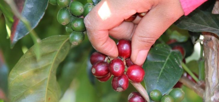 #FairCoffeeNow – Orgánico als nachhaltige Alternative  für alle