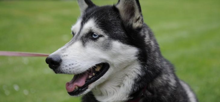 „Es gibt keinen Grund, Heimtiere aus Angst auszusetzen“