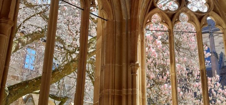 Dieses Jahr ohne Publikum: die Magnolie im Kreuzgang von Kloster Maulbronn