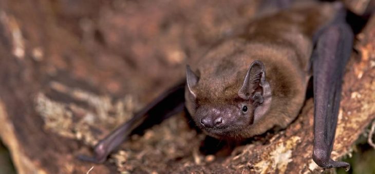 Fledermäuse sind in Agrarlandschaften auf die gemeinsame Jagd mit Artgenossen angewiesen
