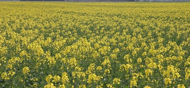 Die Rapsblüte startet