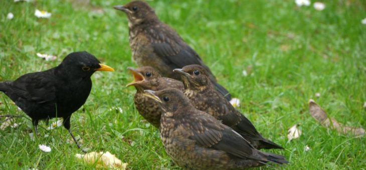 Hamburgs Natur hat nicht geschlossen / NABU gibt Tipps für schöne Naturerlebnisse in Zeiten von Corona