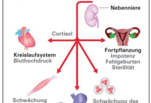 Warum 5G und starke elektromagnetische Felder (EMF) unser Immunsystem schwächen