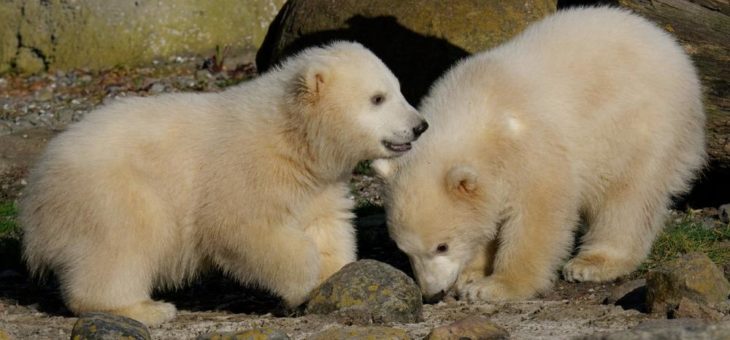Eisbären-Zwillinge erhalten Namen und erkunden zum ersten Mal die Außenanlage