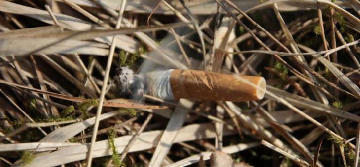 Frühlingserwachen – Waldbrandgefahr steigt und Borkenkäferflug beginnt