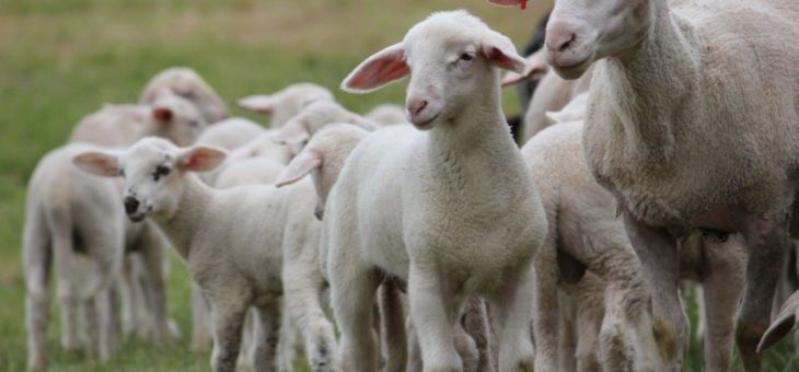 Abholservice, Gutscheine, Verkauf regionaler Produkte