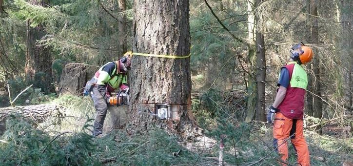Die Poeler Kogge erhält neuen Mast aus Spitzenholz