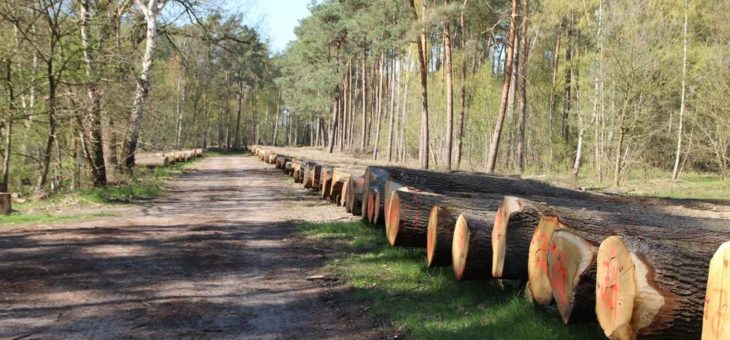 Versteigerung von hochwertigen Waldhölzern