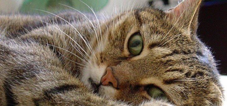 ZZF empfiehlt während der Corona‐Krise: Katzen sollten im Haus bleiben