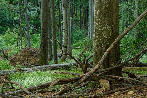 Schutz der Urwälder in Rumänien wird völlig vernachlässigt