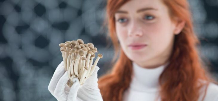 Champignon Brands jetzt einzige Firma mit Lizenz zum Einsatz von Psilocybin