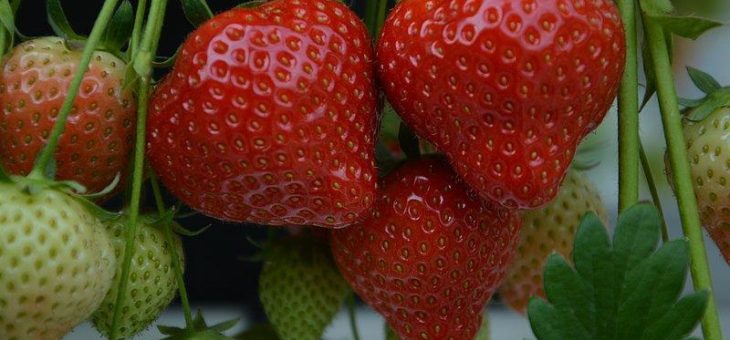 Die ersten Erdbeeren aus dem Rheinland sind reif!