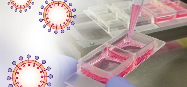 ibidi unterstützt die Virologieforschung weltweit
