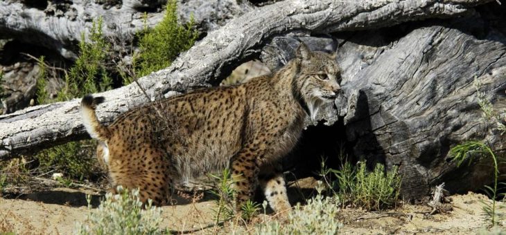 Artenschutzforschung Luchs