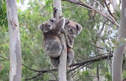 Vielversprechende Prognosen zum Wild Koala Day am 3. Mai