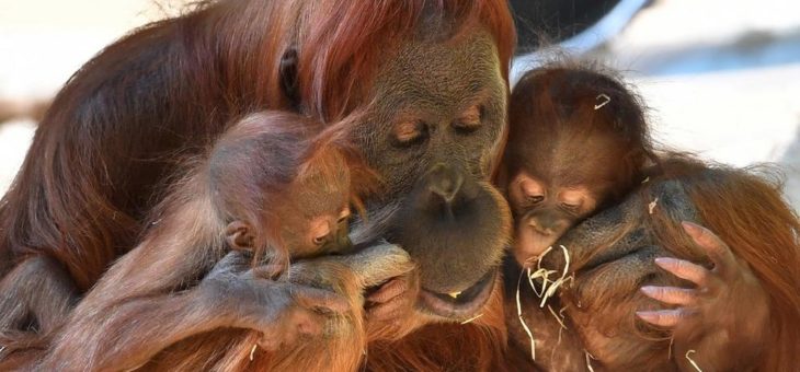 Orang-Utan Matra ist tot