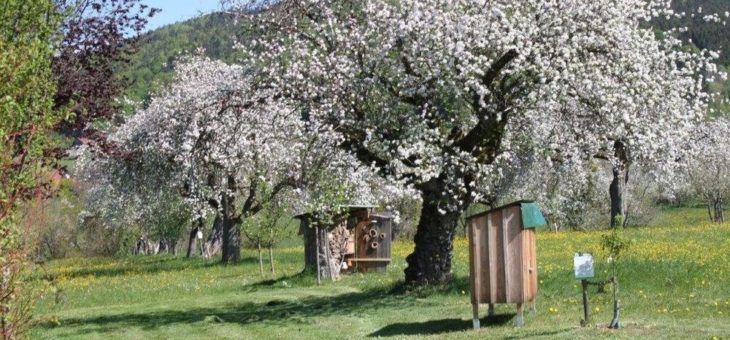 Obstbaum-Blüte in Lalling, dem einzigen Obstanbaugebiet in Ostbayern